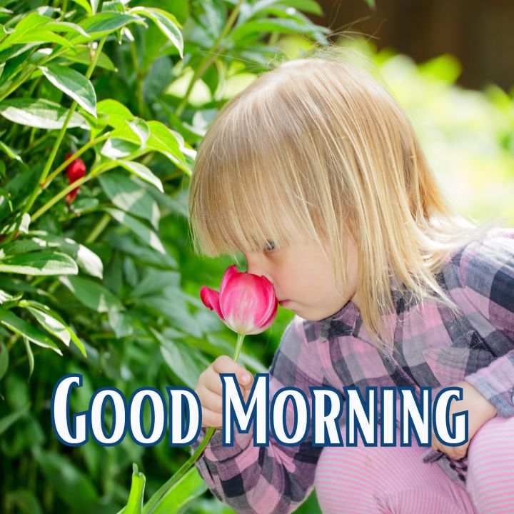 Good Morning Image with Flowers 30 Good Morning Image with Flowers