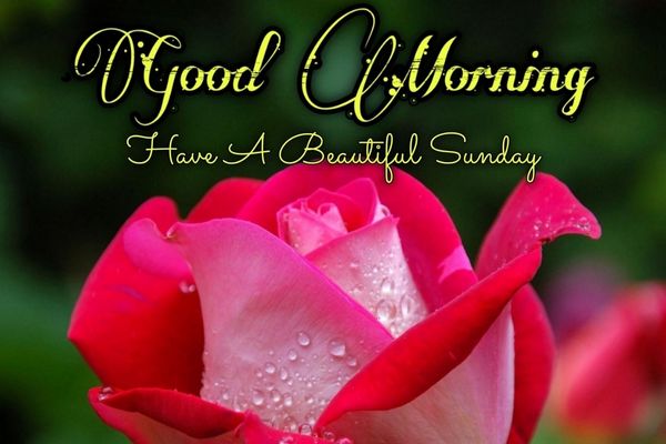New Good Morning Happy Sunday Images