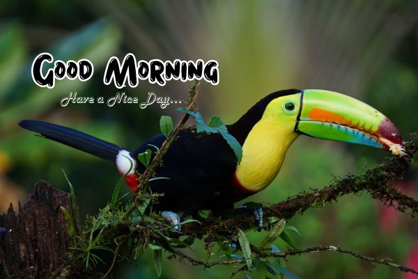 Beautiful Good Morning Nature Images
