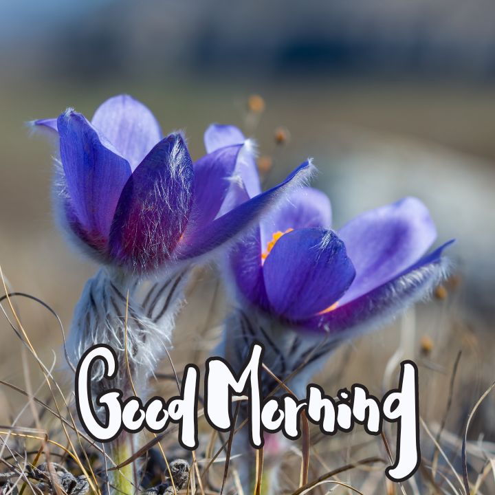 Good Morning Image with Flowers 16 Good Morning Image with Flowers