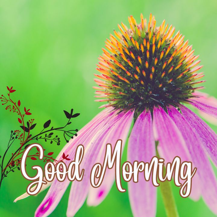 Good Morning Image with Flowers 33 Good Morning Image with Flowers