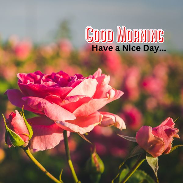 Good Morning Images with Nature 3 Good Morning Images with Nature