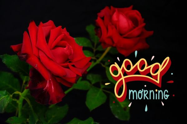image 3 good morning rose images