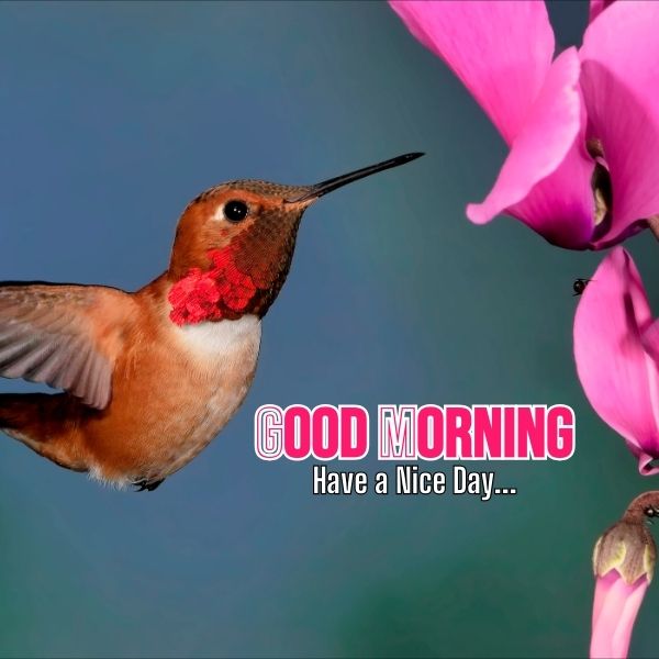 Good Morning Images With Birds 20 Good Morning Images With Birds And Flowers