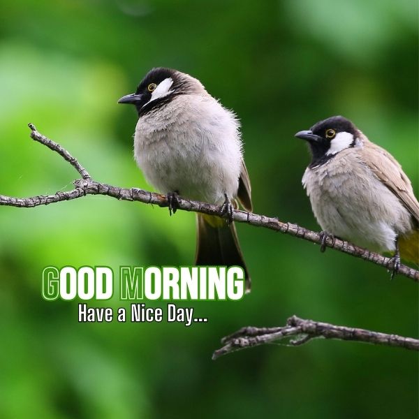 Good Morning Images With Birds 3 Good Morning Images With Birds And Flowers