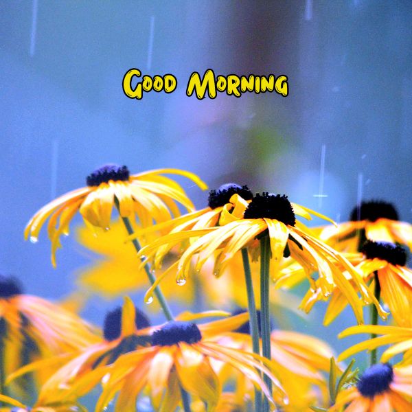 Rain Day Good Morning Images 30 Rain Day Good Morning Images