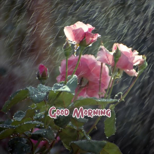 Rain Day Good Morning Images 36 Rain Day Good Morning Images
