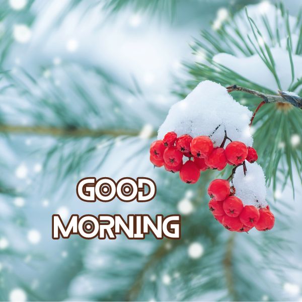 Winter Good Morning Images 1 Winter Good Morning Images