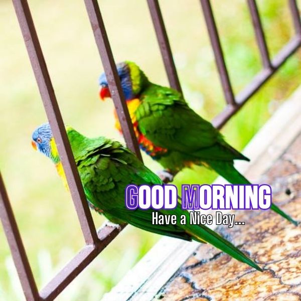 good morning images with birds 19 1 Good Morning Images With Birds And Flowers